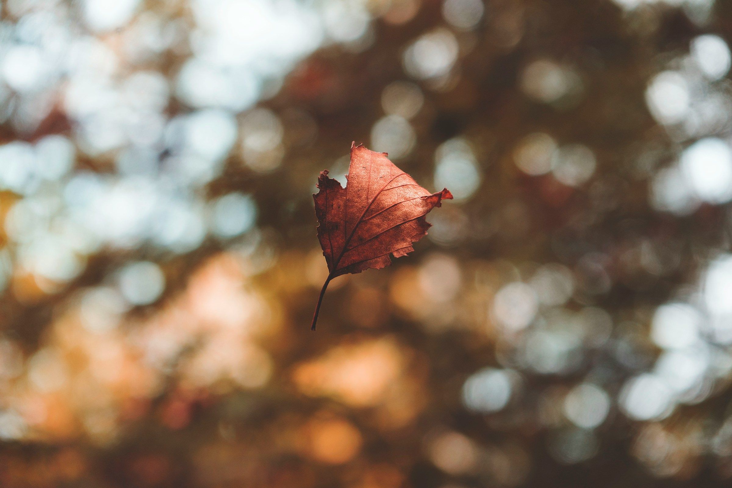 A single dried leaf suspended in midair against a blurred autumn background