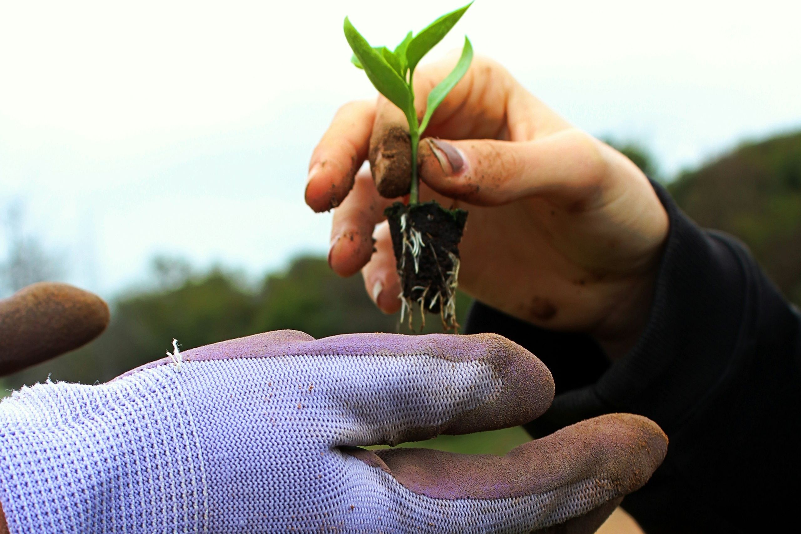 Gloved hands holding a seedling above a tray of young plants